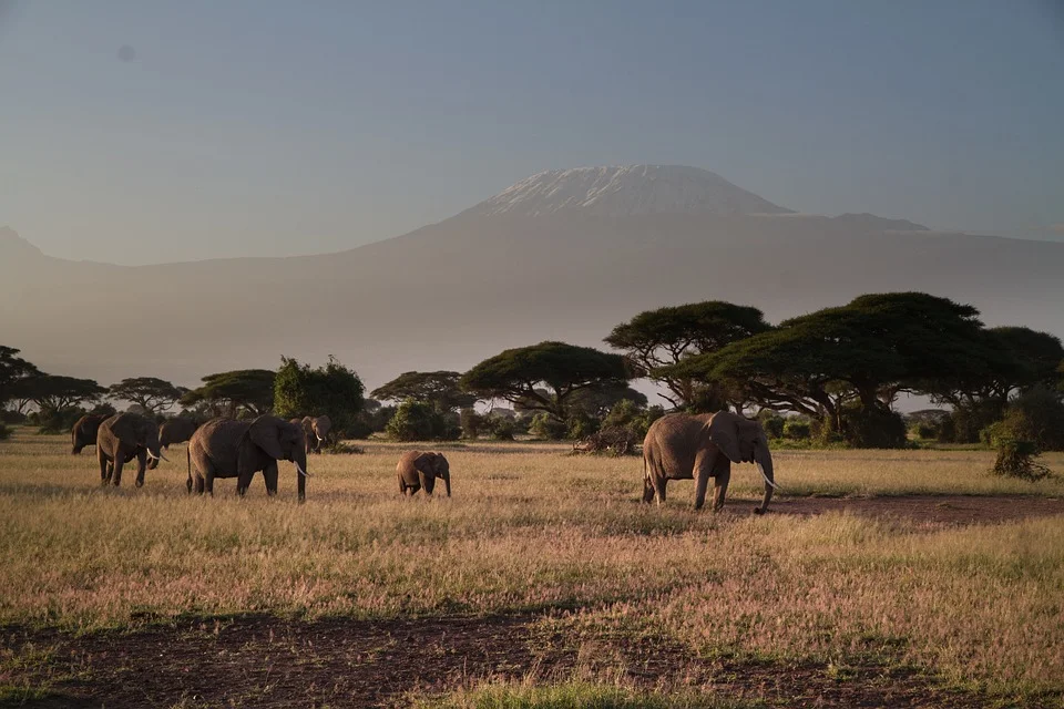 African Safari.jpg