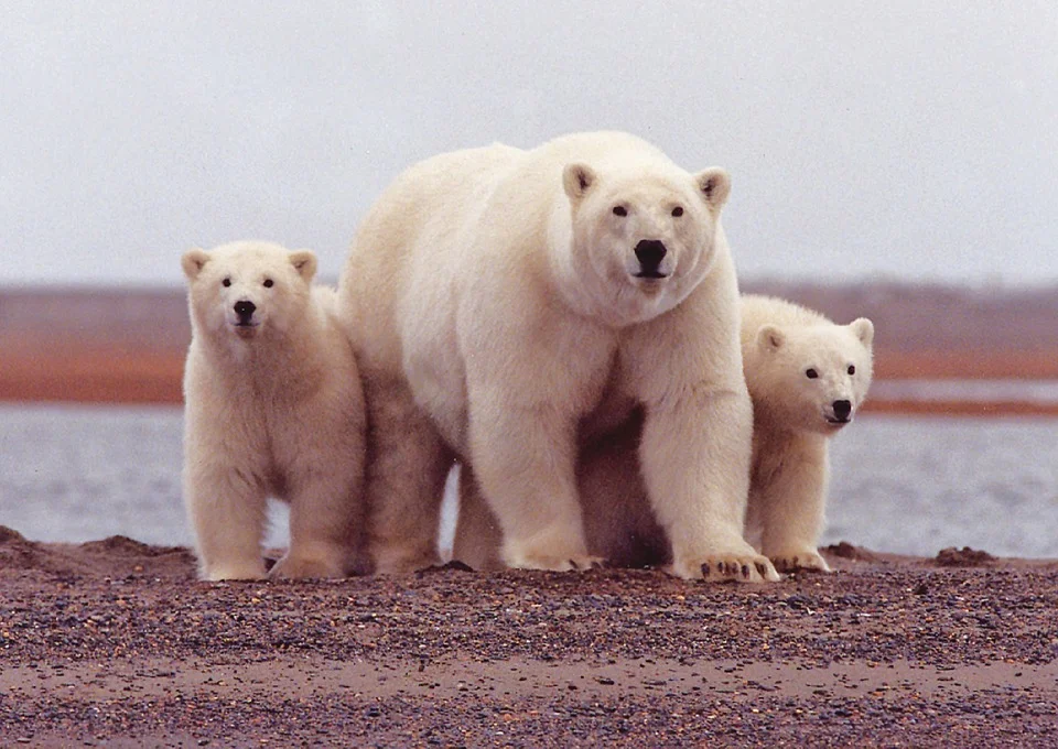 Polar Bears Churchill Canada.jpg
