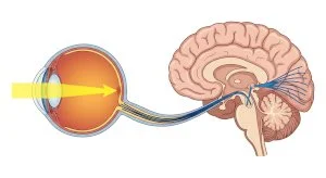 light entering the eye