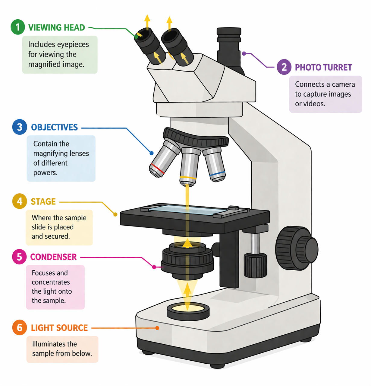 compound microscope diagram