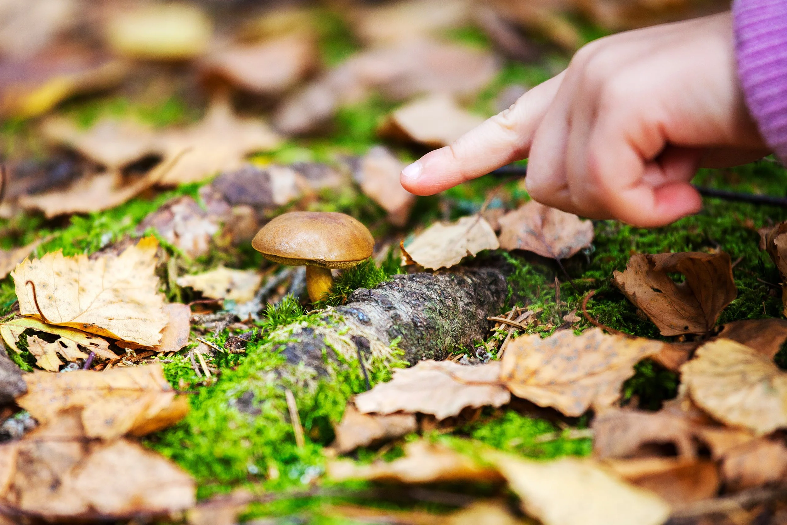 Tyresta_IMG_5079_Foto Liza SimonssonCLIZAFOTO.JPG