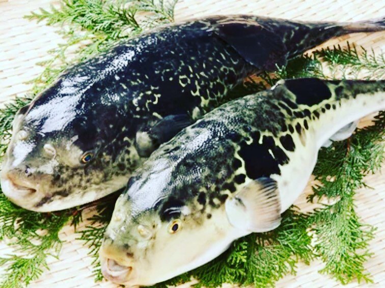 Fugu puffer fish season! Visit Tock for reservation 🐡 フグ入荷してます！