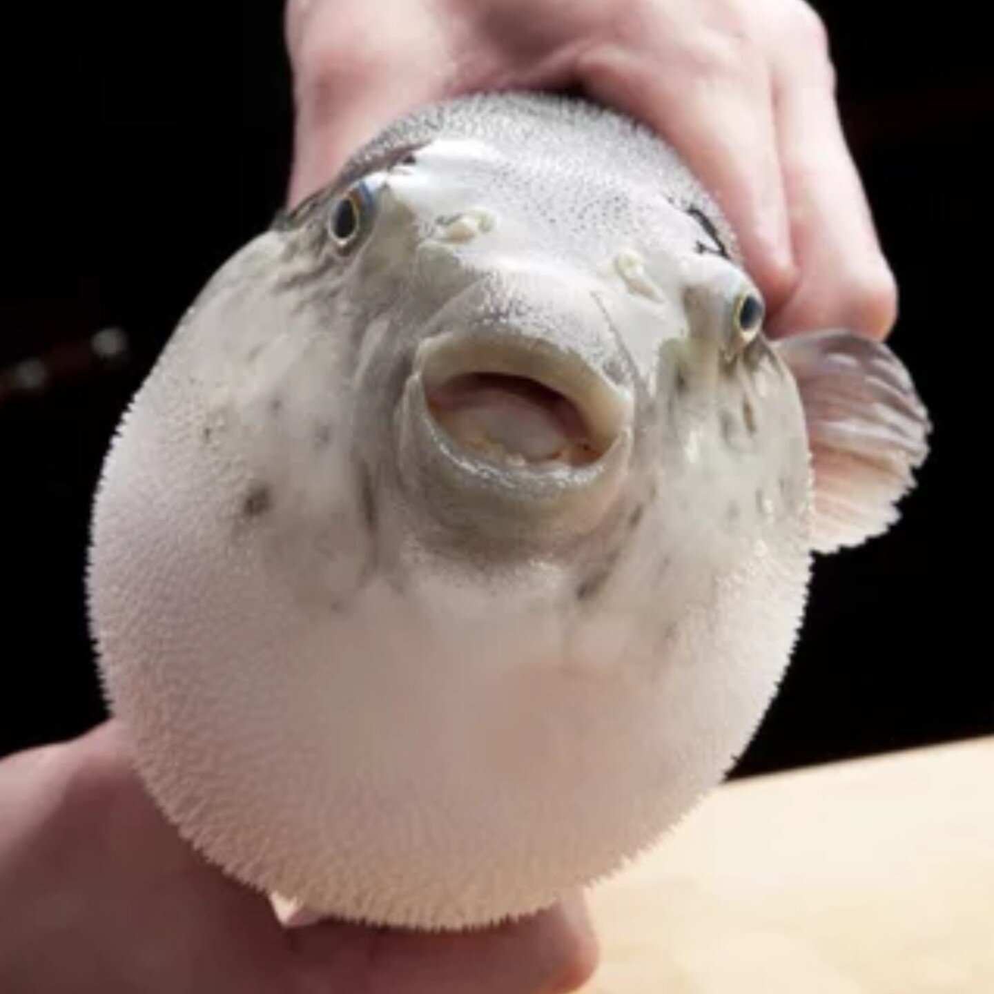 Last chance to enjoy FUGU puffer fish, almost gone...
Reserve via Tock