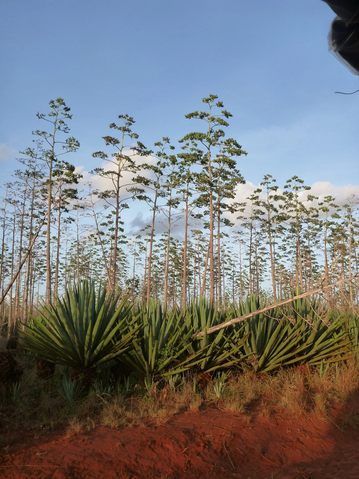 1+sisal+plant.jpeg