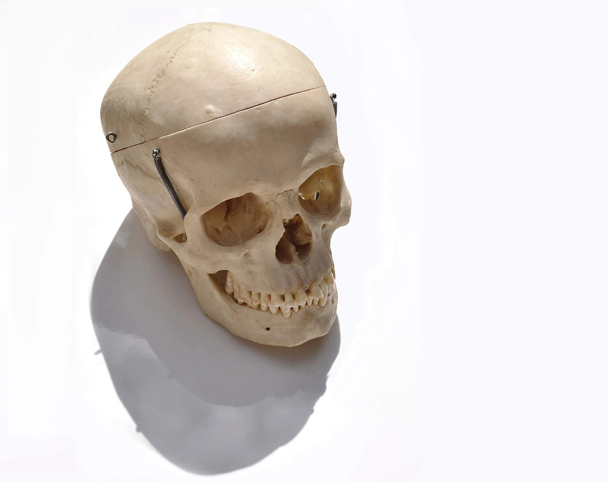 Original Skull