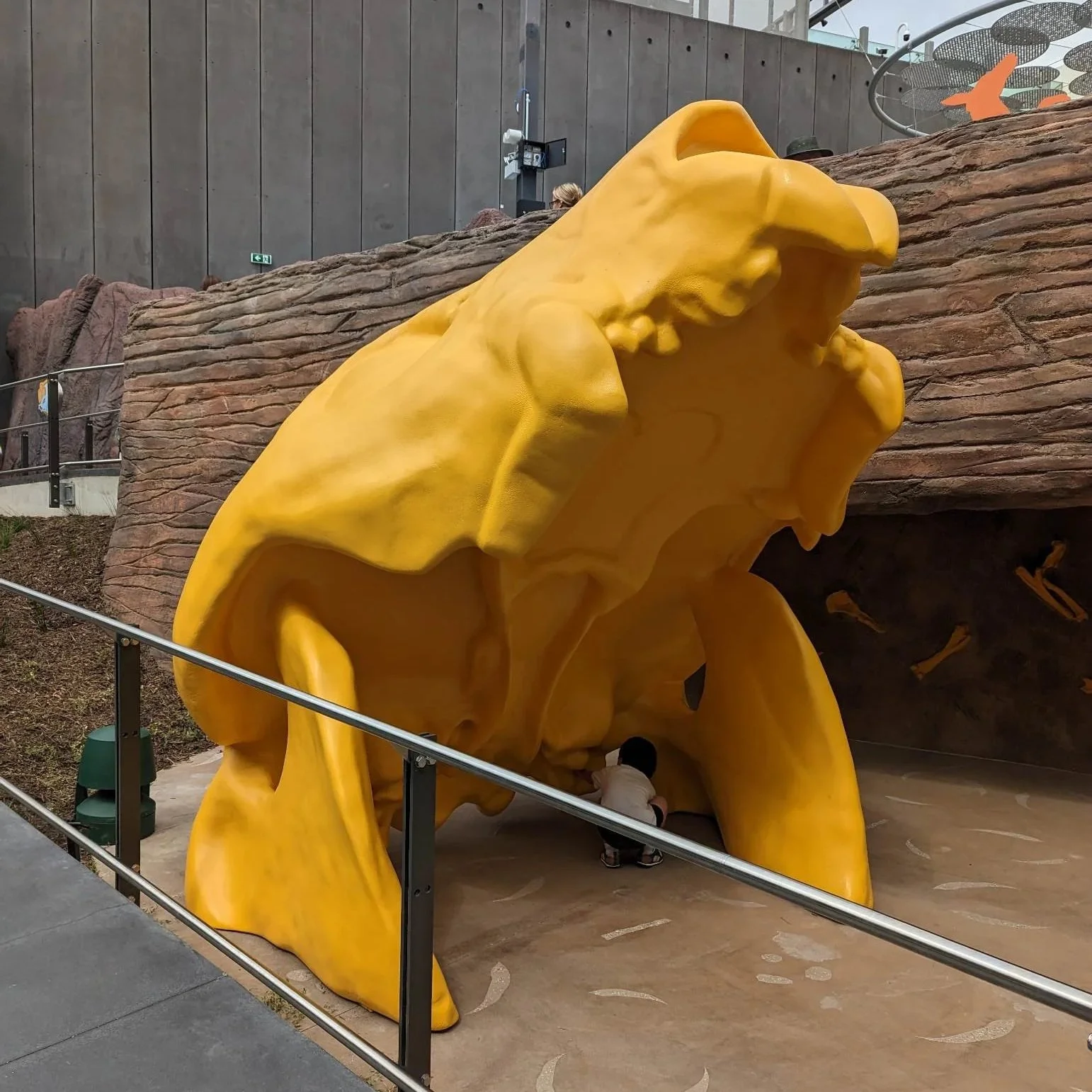 Kangaroo Skull 1.jpg