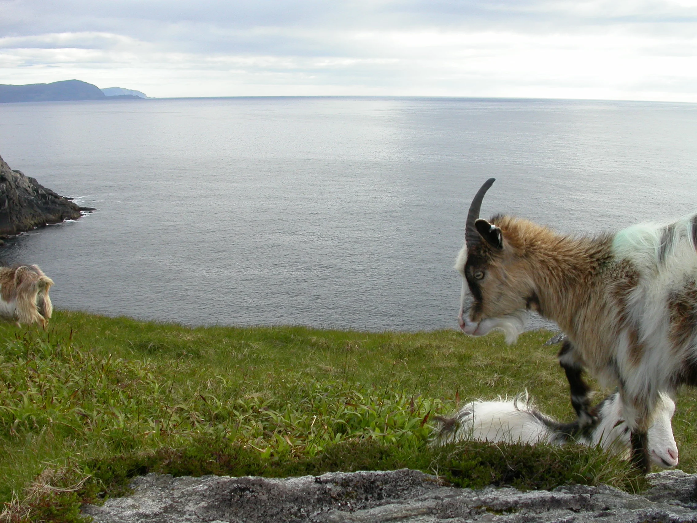 Ny e-post for innmelding av dyr.