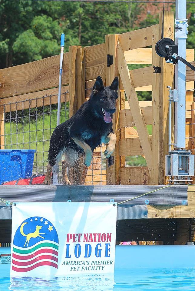 Dog Dock Diving — Pet Nation Lodge