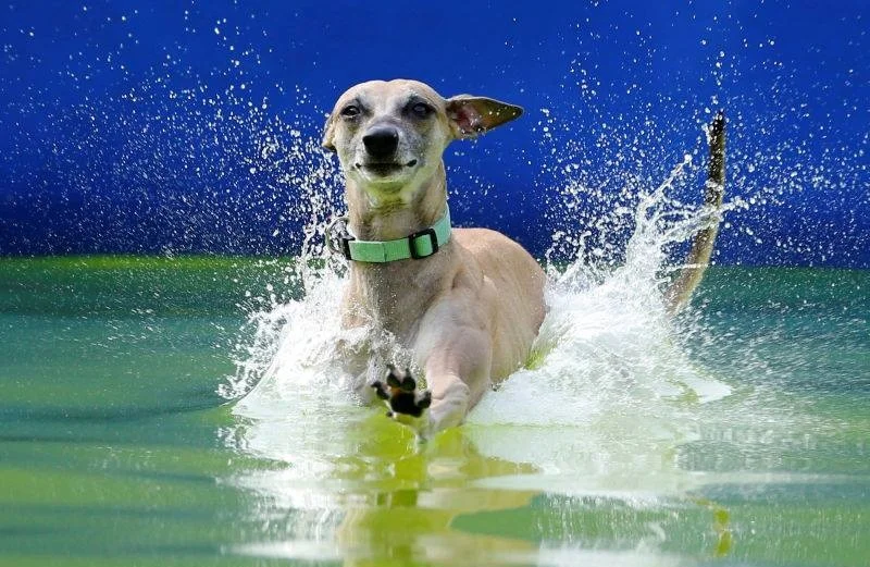 Flying-Dogs-Dock-Diving-Competition5.jpg