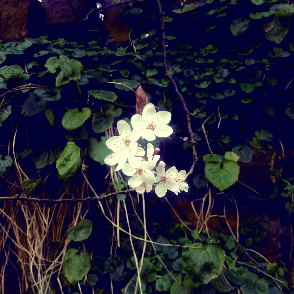 Spring Forward - Root & Rise