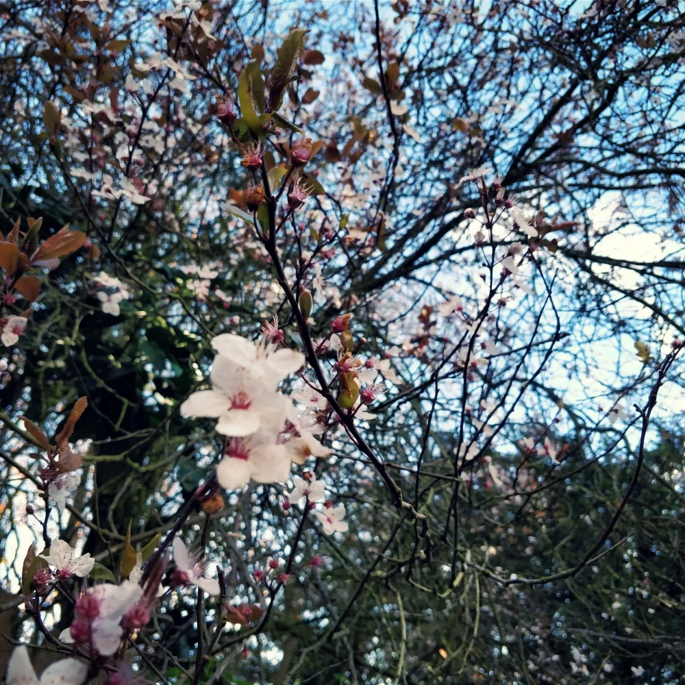 Close to home and heart. Cherry plum blossoming in late March.