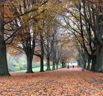 AutumnLeaves.JPG.jpg