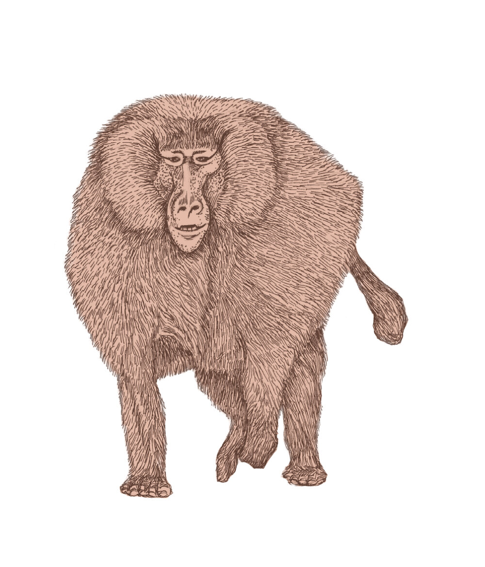 BaboonWEB.jpg