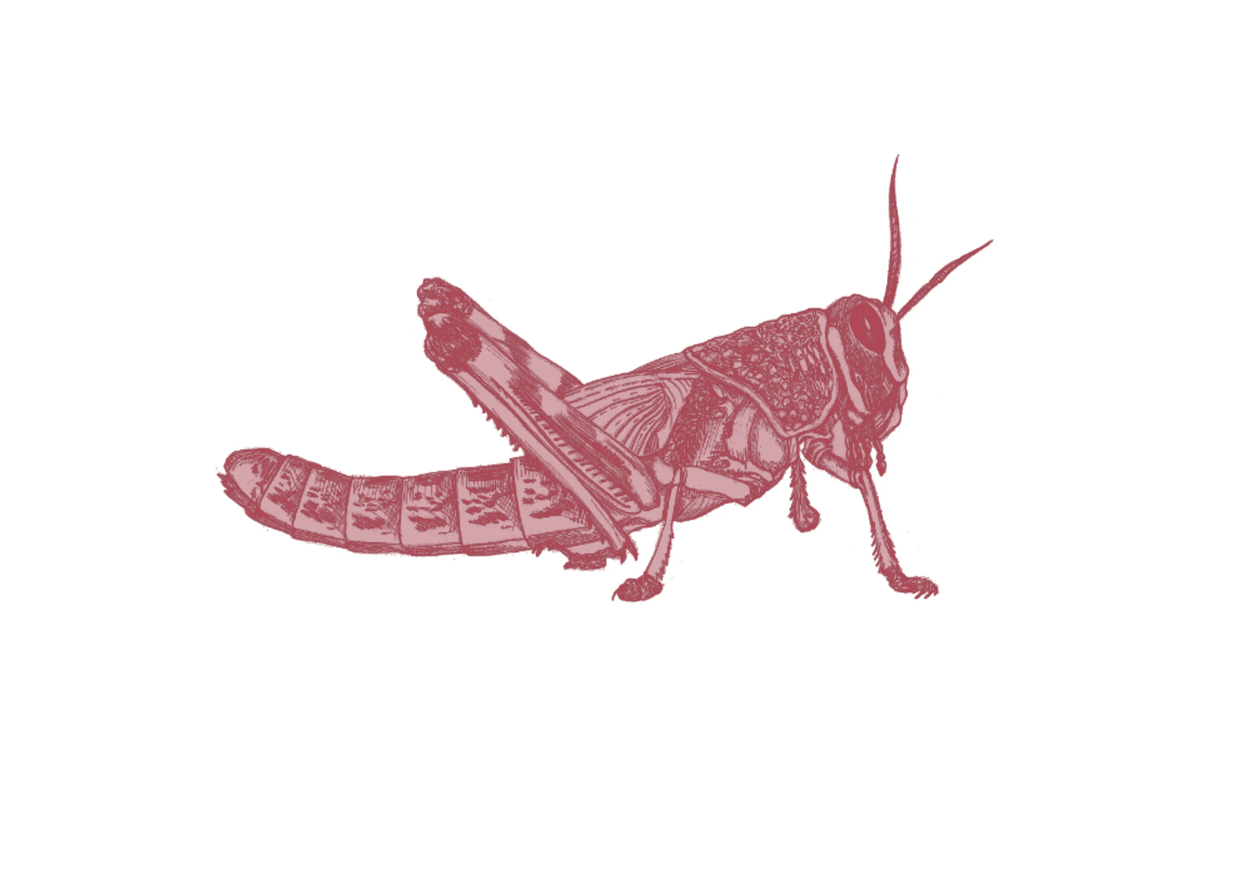 locustWEB.jpg