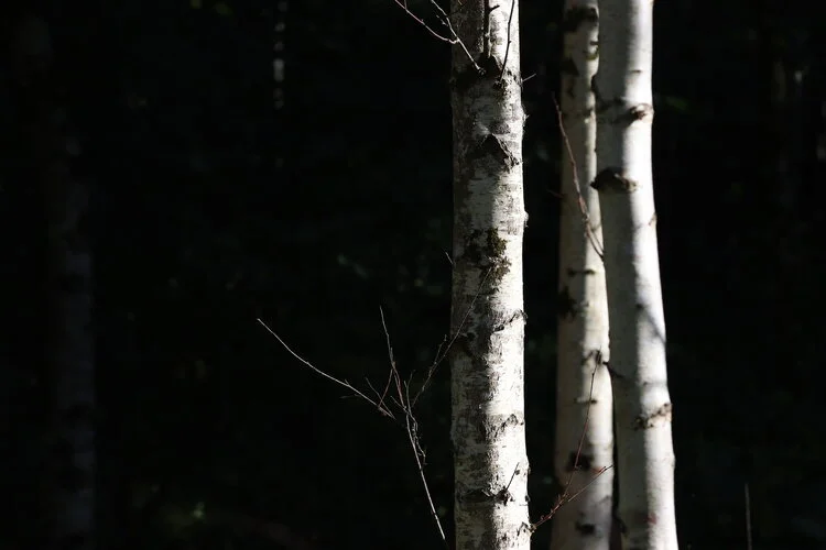 Birch Trees.jpeg