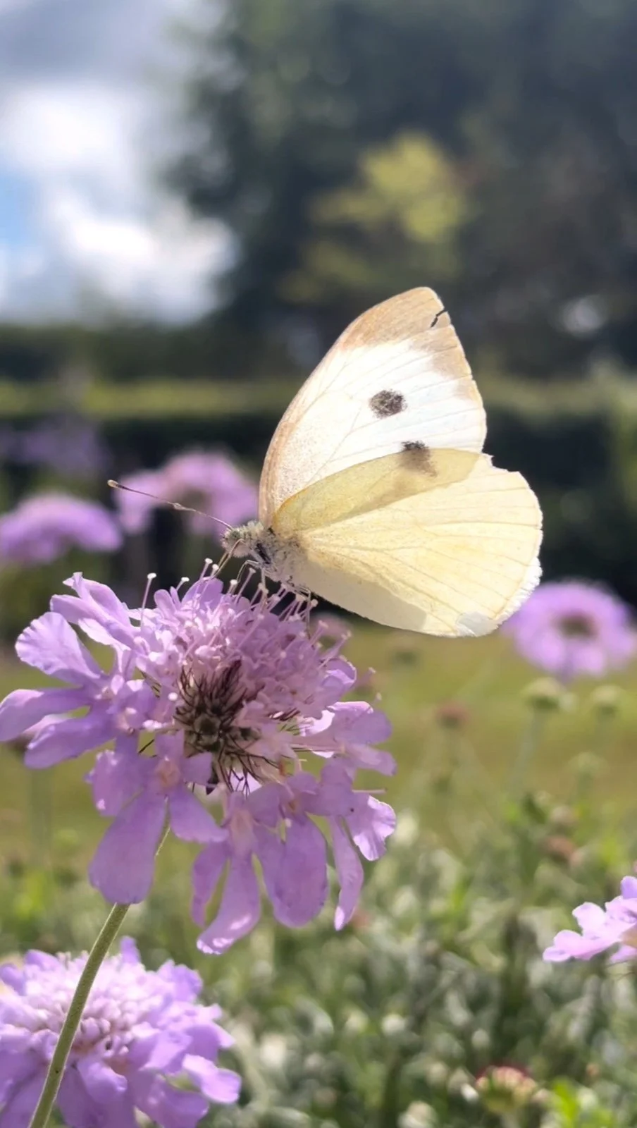 Karma, Dharma and Butterflies