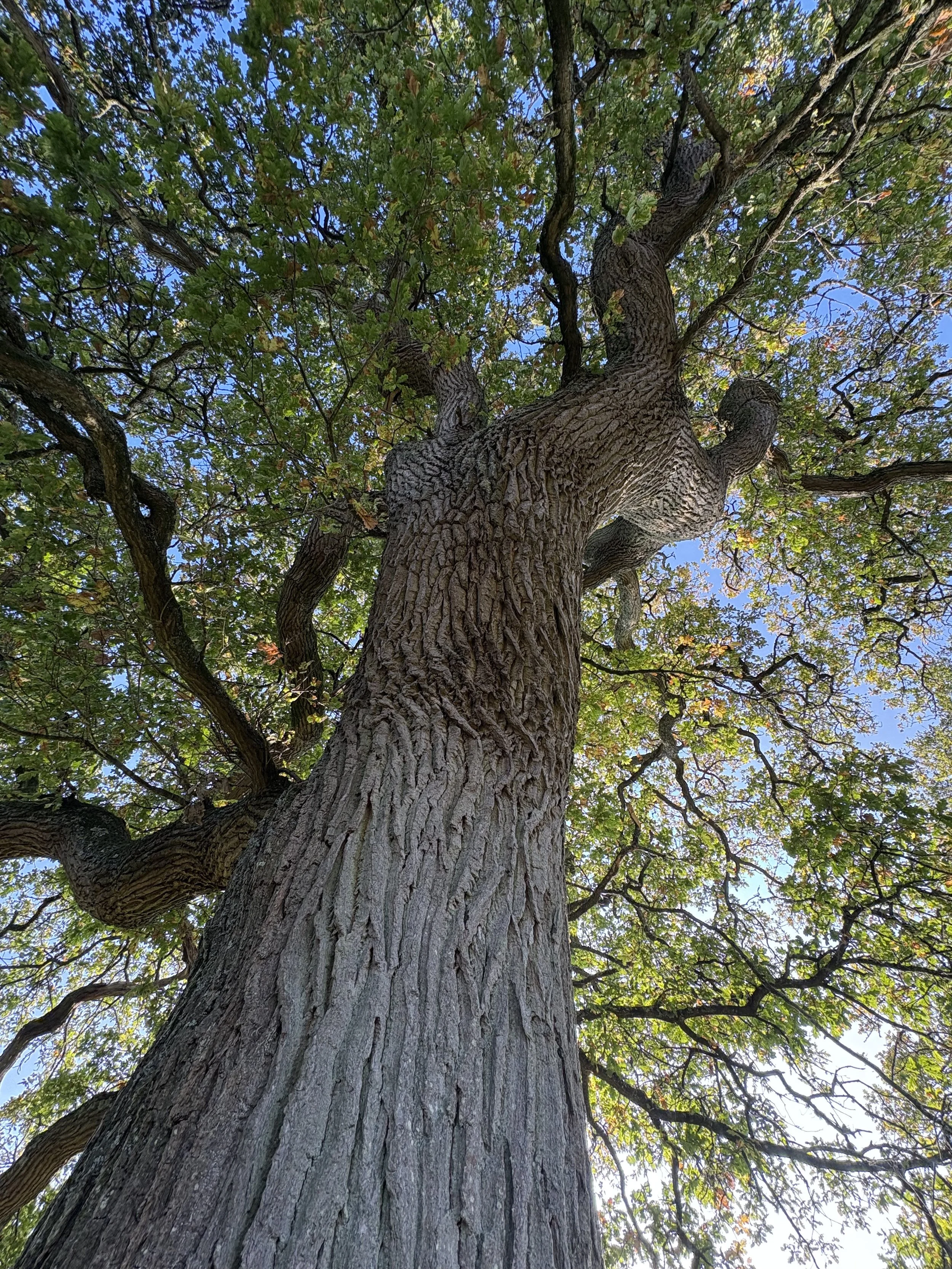 Healing Mantras coming soon!