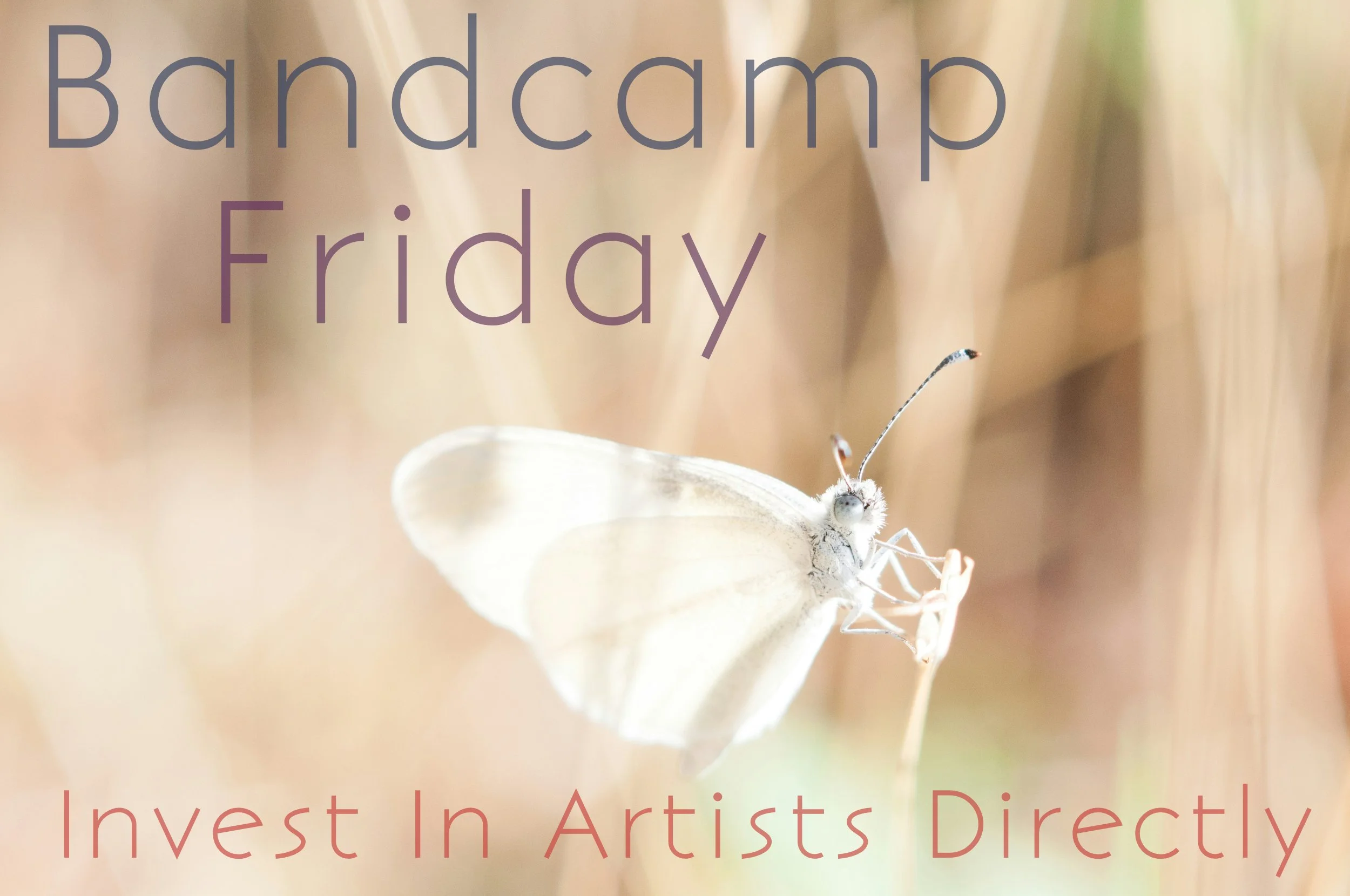 Bandcamp-Friday-original- photo-by-timo-vijn-butterflyV2.jpg