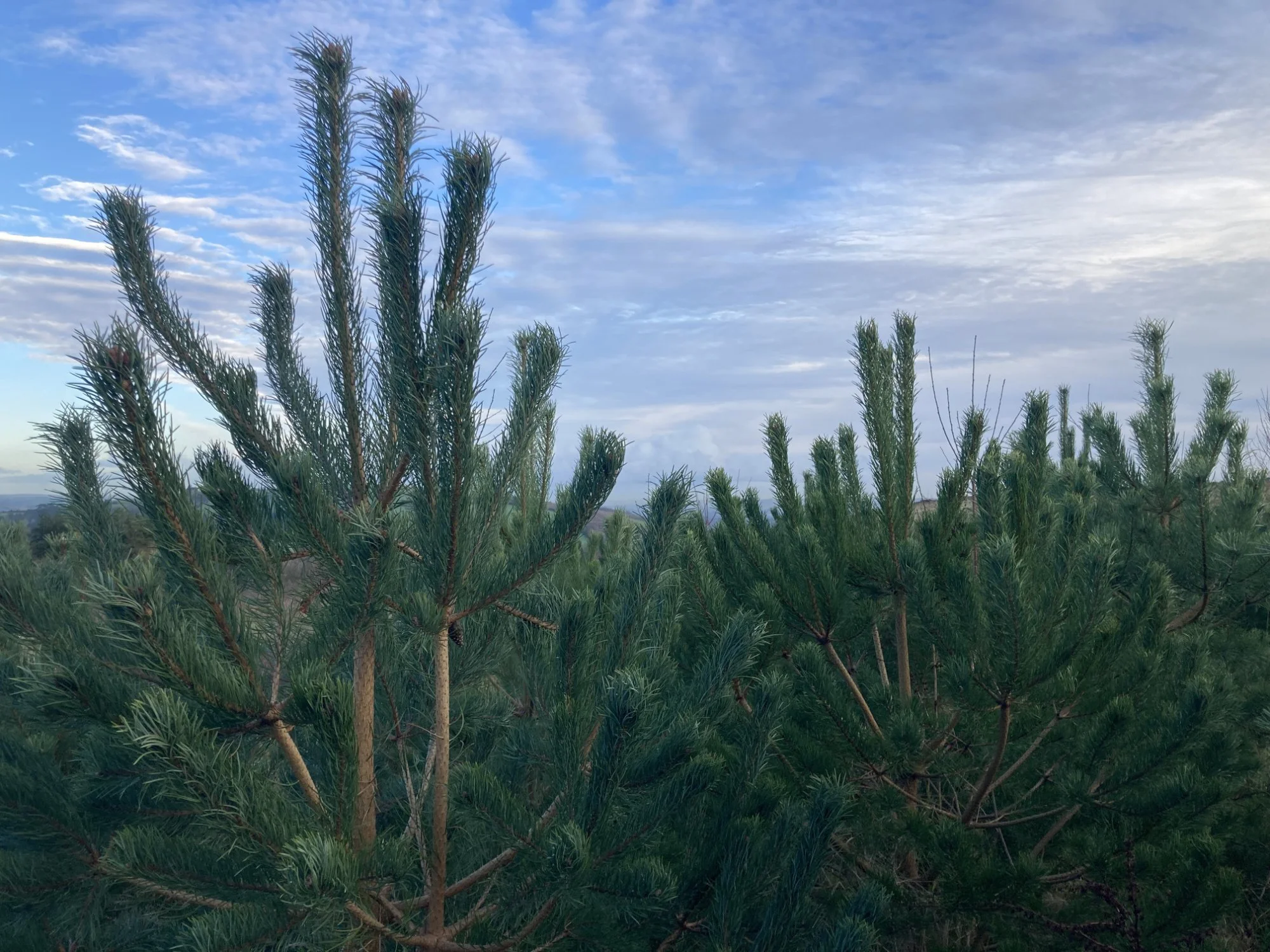 from field to forest