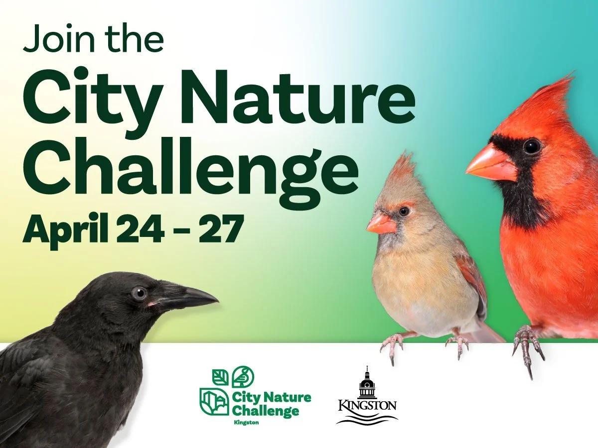 Today&rsquo;s the day! 🌿📸

Join the global City Nature Challenge and help show what Kingston&rsquo;s biodiversity is all about! From April 24&ndash;27, snap photos or record sounds of nature in your backyard, local park, or anywhere across the city