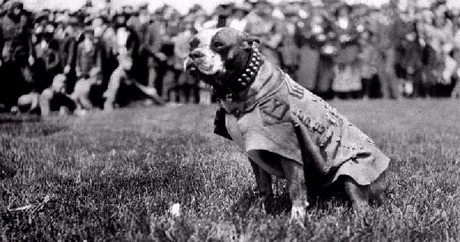 Seargent Stubby.jpg
