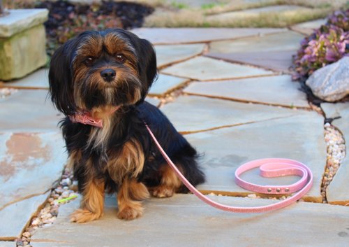 Bella+the+Shorkie+wear+Miss+Teddy.jpg