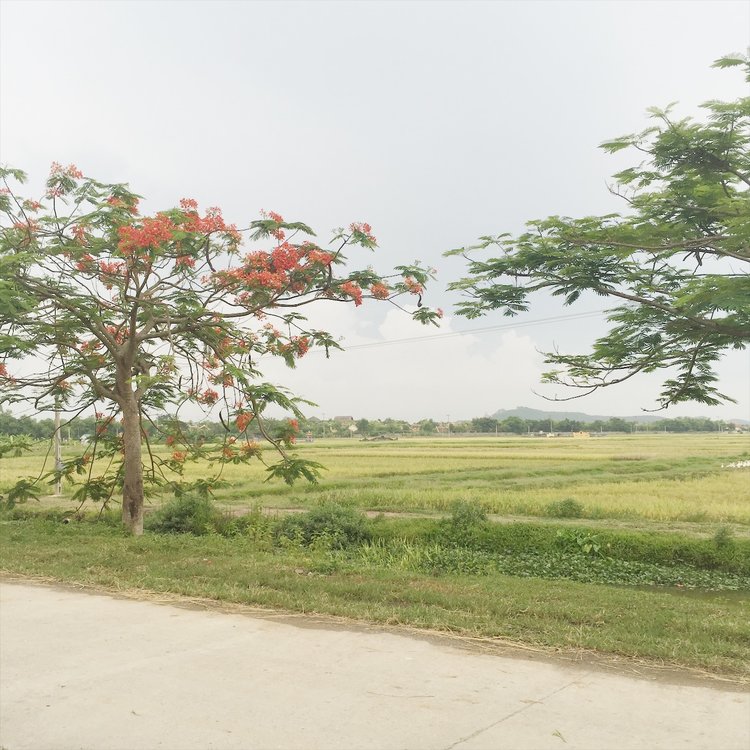 Đường vào khu resort