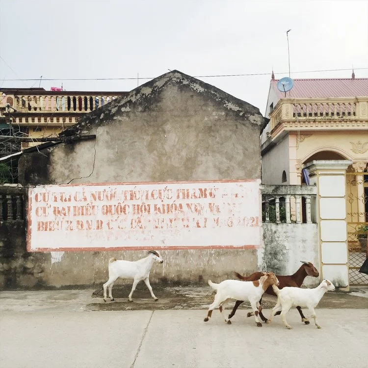 Cử tri Dê nô nức đi bầu cử. Dễ thương nhỉ ^^