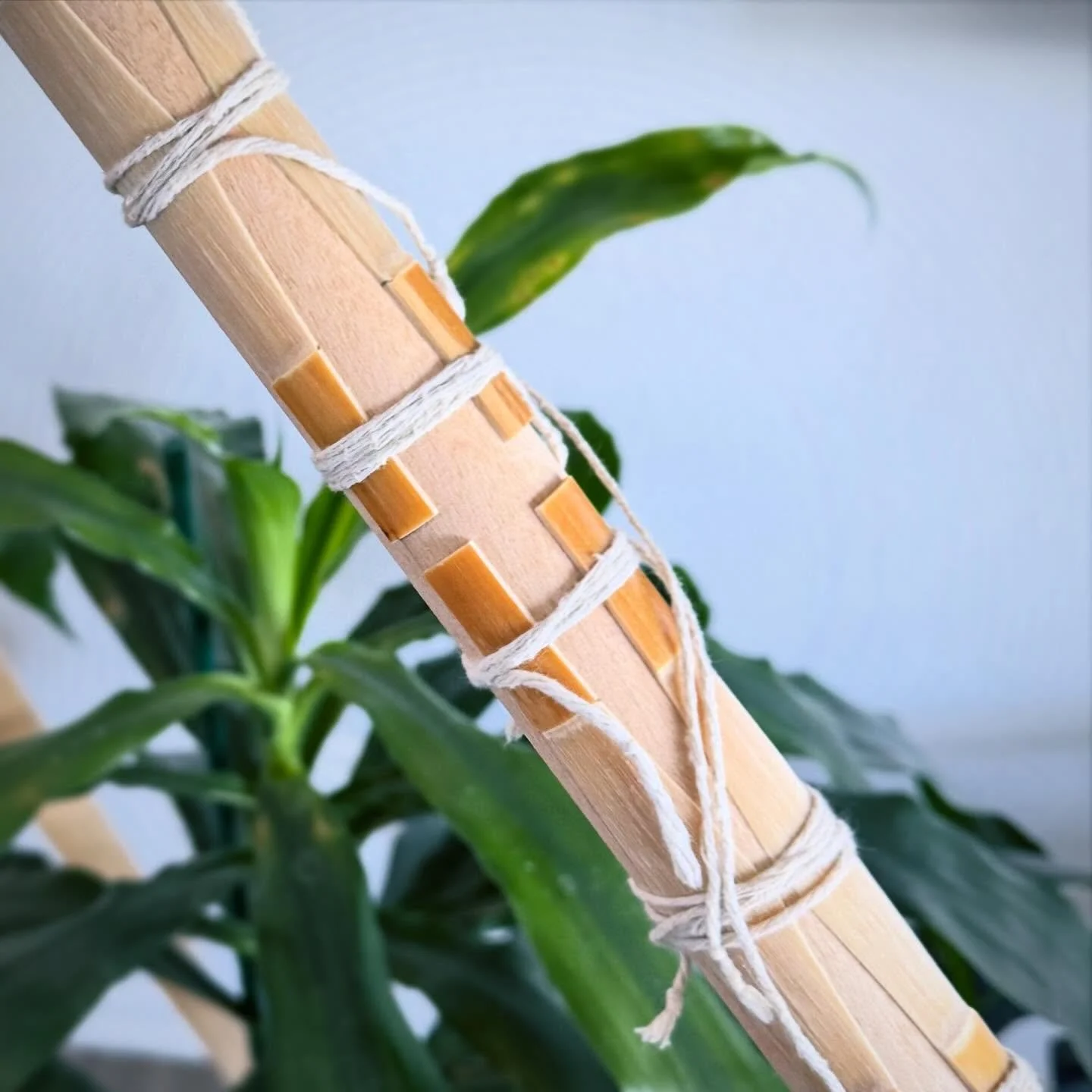 This is a thing, right? Summoning the contrabassoon gods with my cane stick?

I wrap all my wet processed GSP cane to a birch rod leaving it outside to dry. Soaking up all the good vibes of San Diego for a few days- until something tells me it&rsquo;