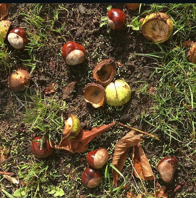 Stringsies
Stampsies
One-er
Two-er
Golden nugget
Cheeser! 

Yes, it&rsquo;s that very special day! 

The World Conker Championship is being held today in Southwick, Northamptonshire. 

Loved this game as a kid and all the intriguing ways you could ma