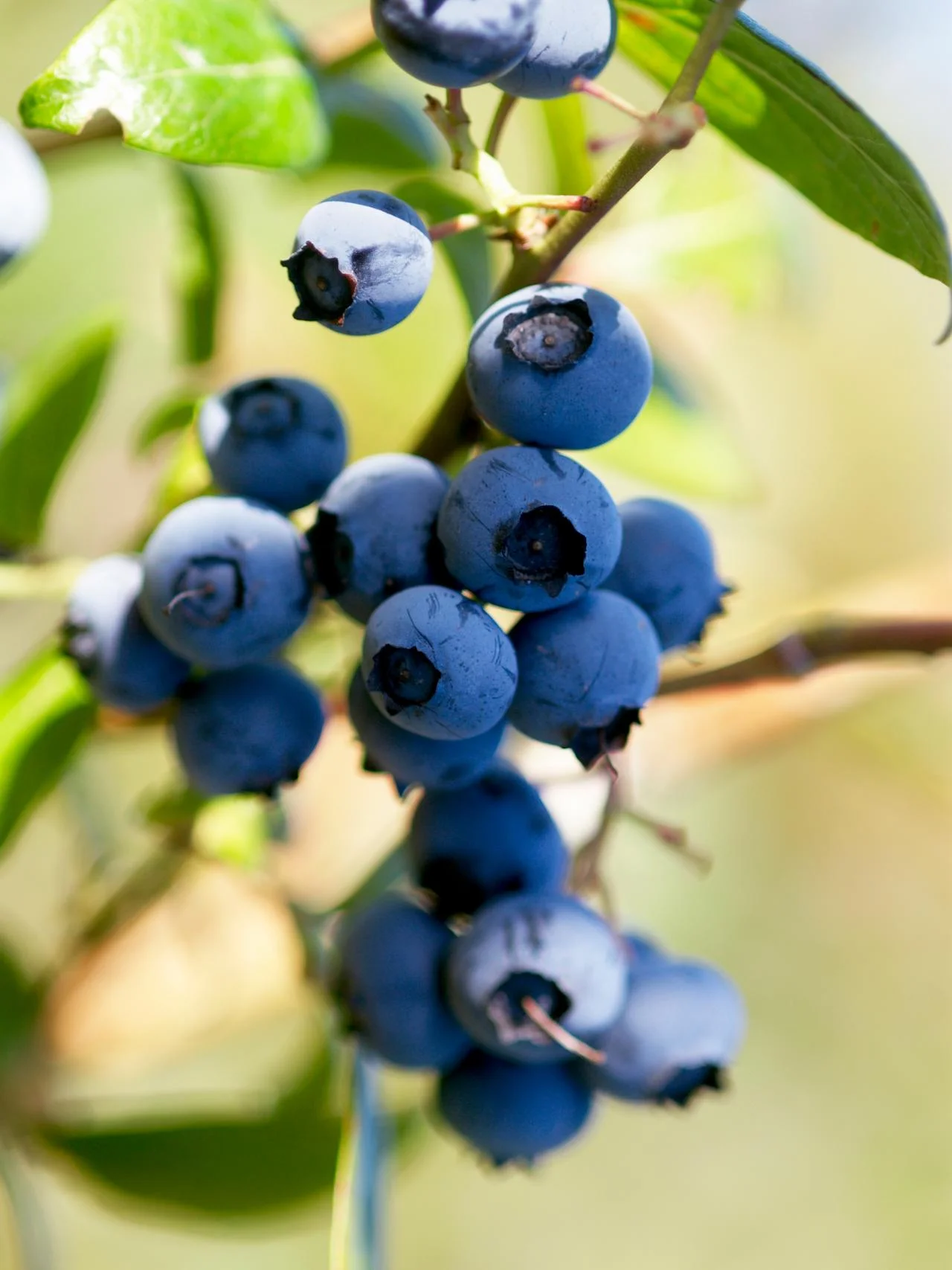 blueberry.jpg