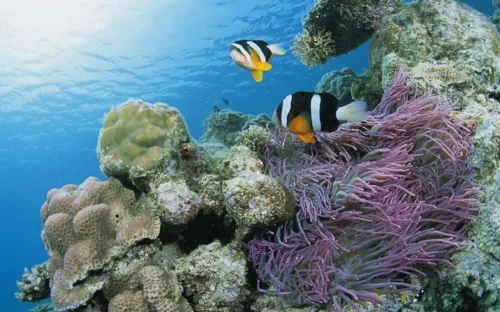 a fish.jpg