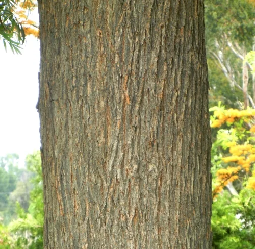 trunk.jpg