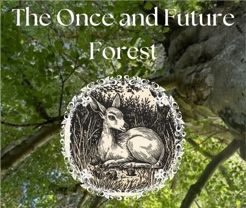 the once and future forest.jpg
