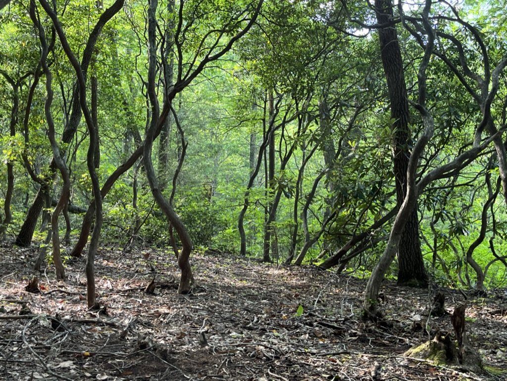 The Daffodil Dilemma in My Wildlife Sanctuary