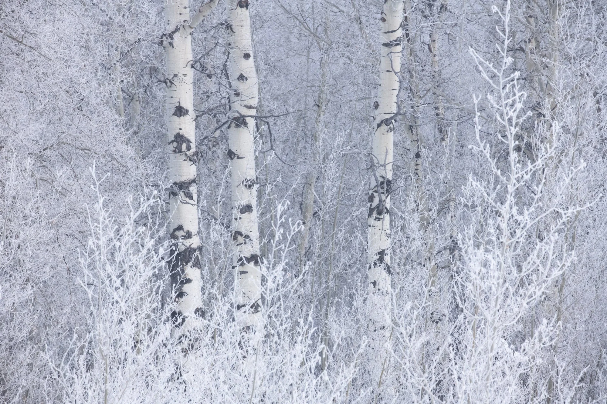 Aspens among the frosty trees-01.jpg