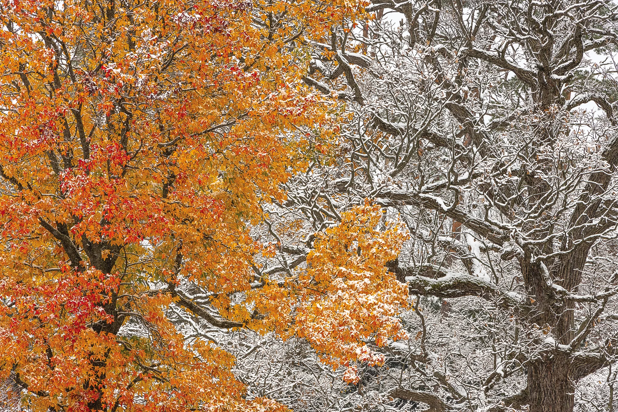 Mix of Seasons.jpg