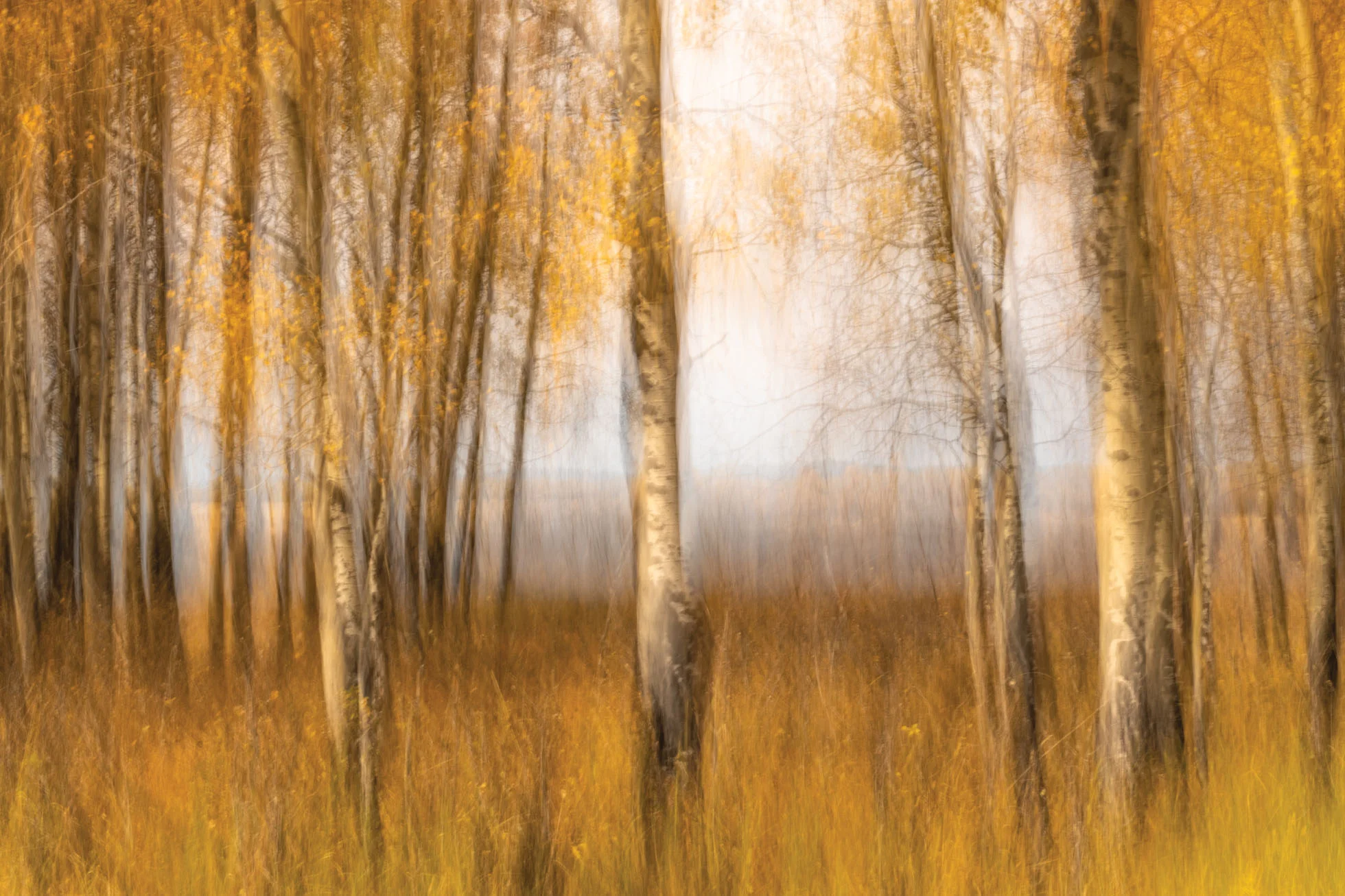 Tree break Panning_.jpg