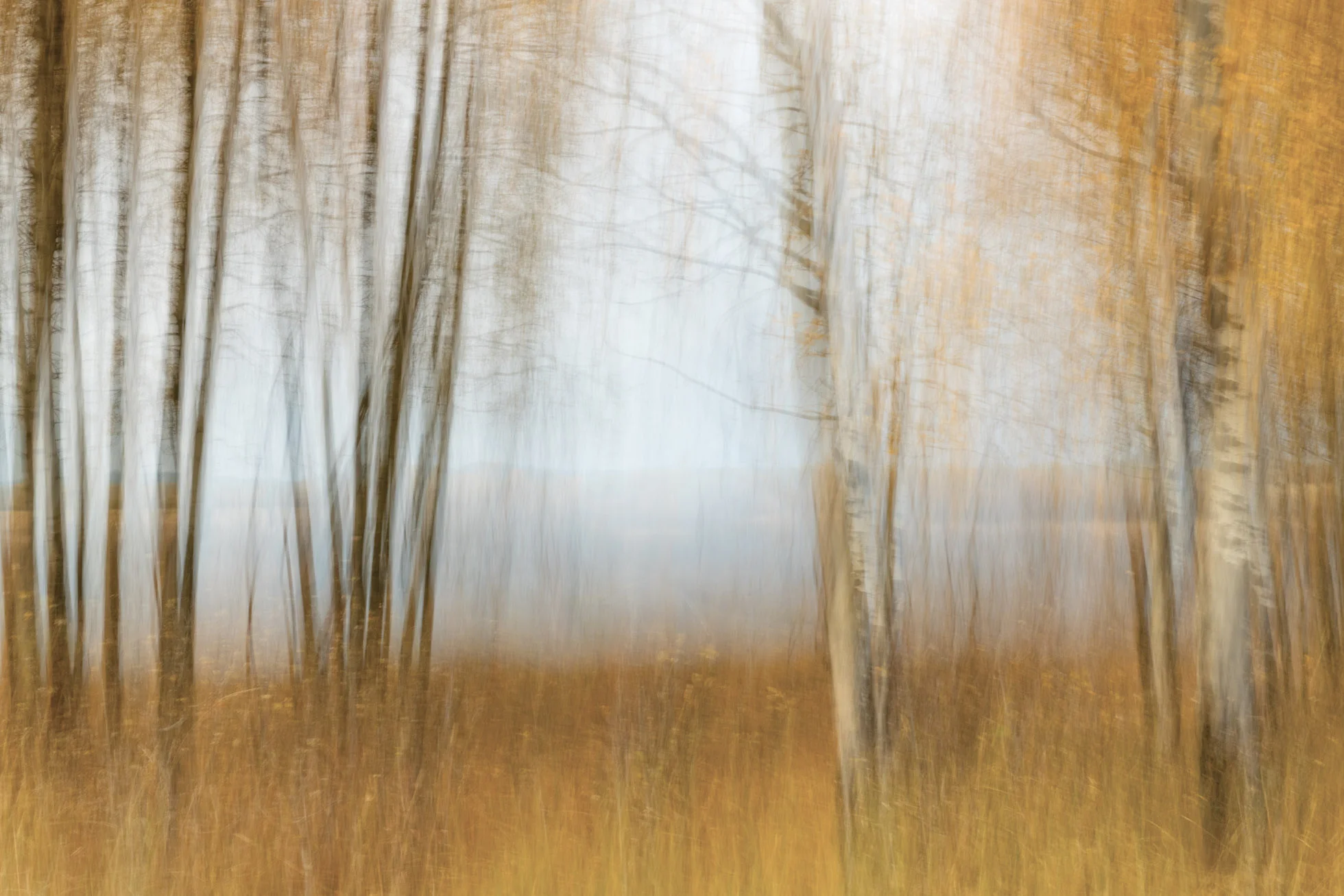 Meadow Panning.jpg