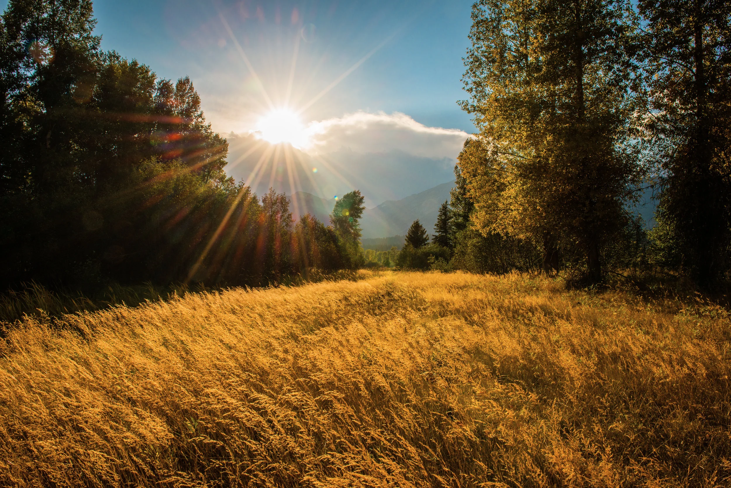 1 Golden Meadow.jpg
