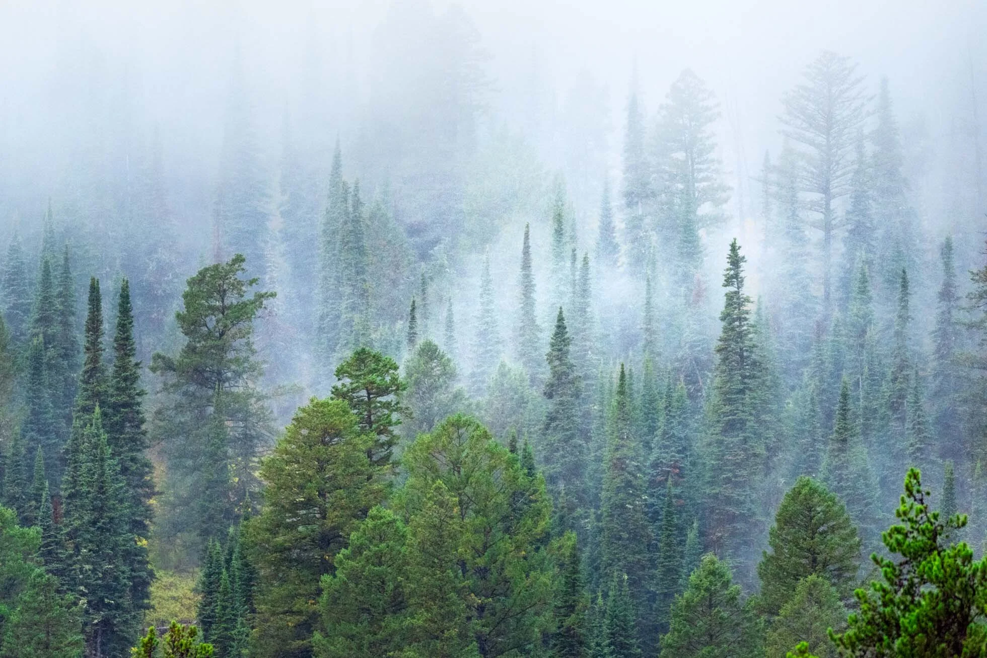 Trees & Fog-001.jpg
