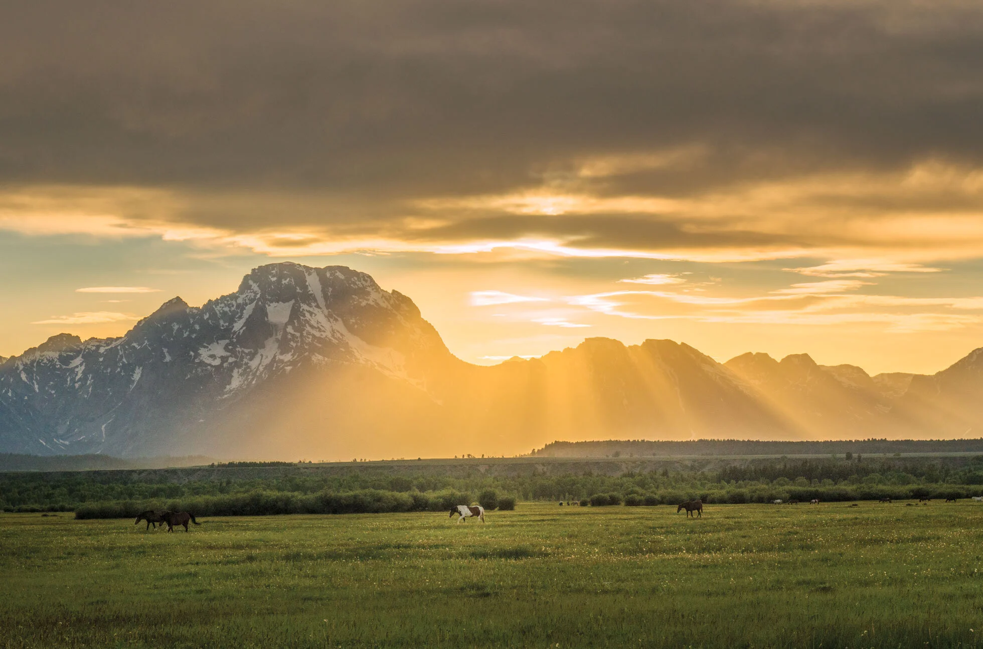 Sunrays and Horses_.jpg