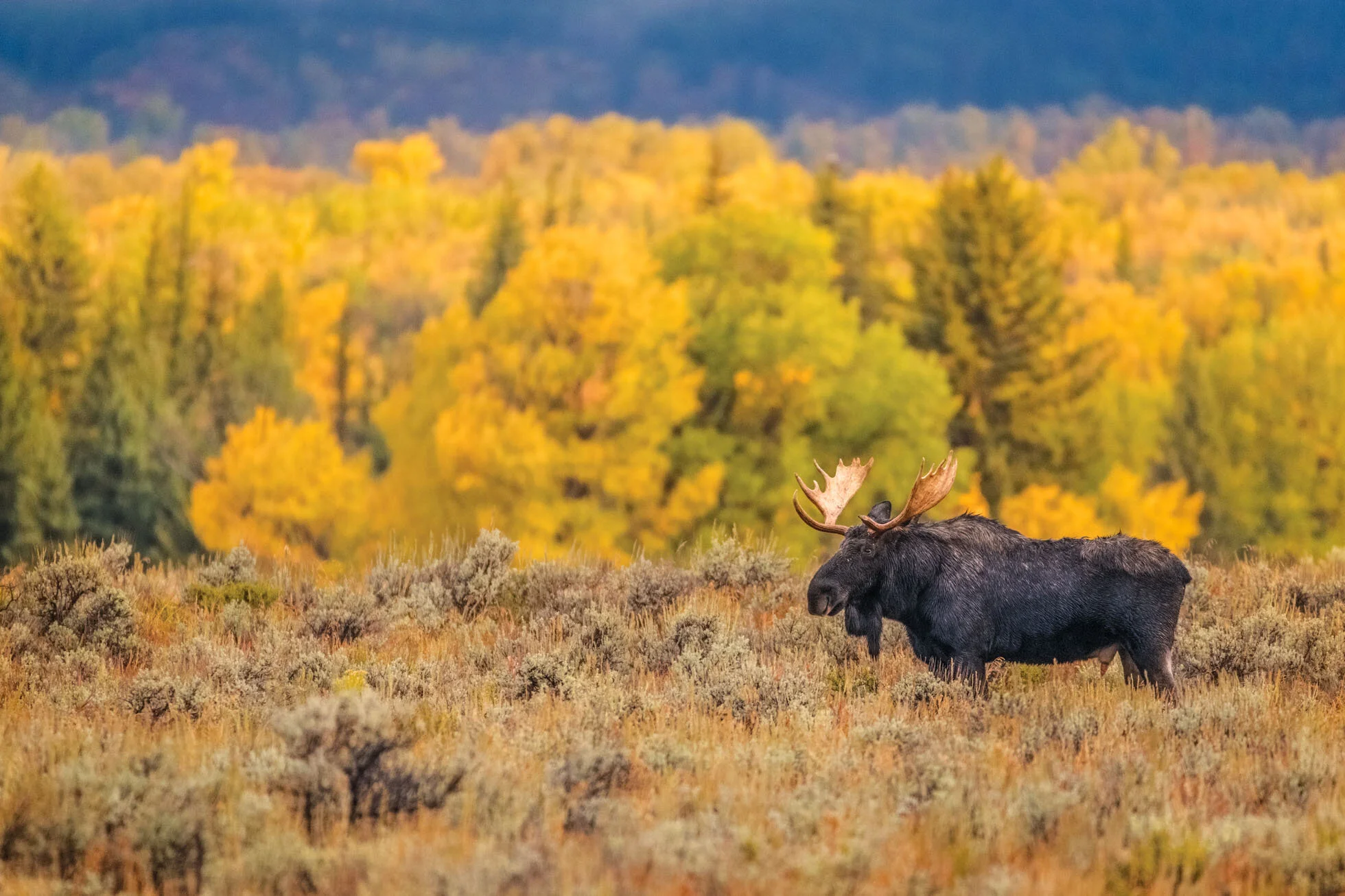 Moose & Autumn Color-001.jpg