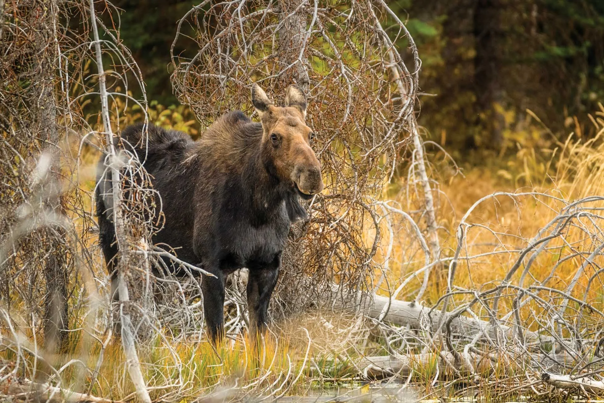 Moose -001.jpg