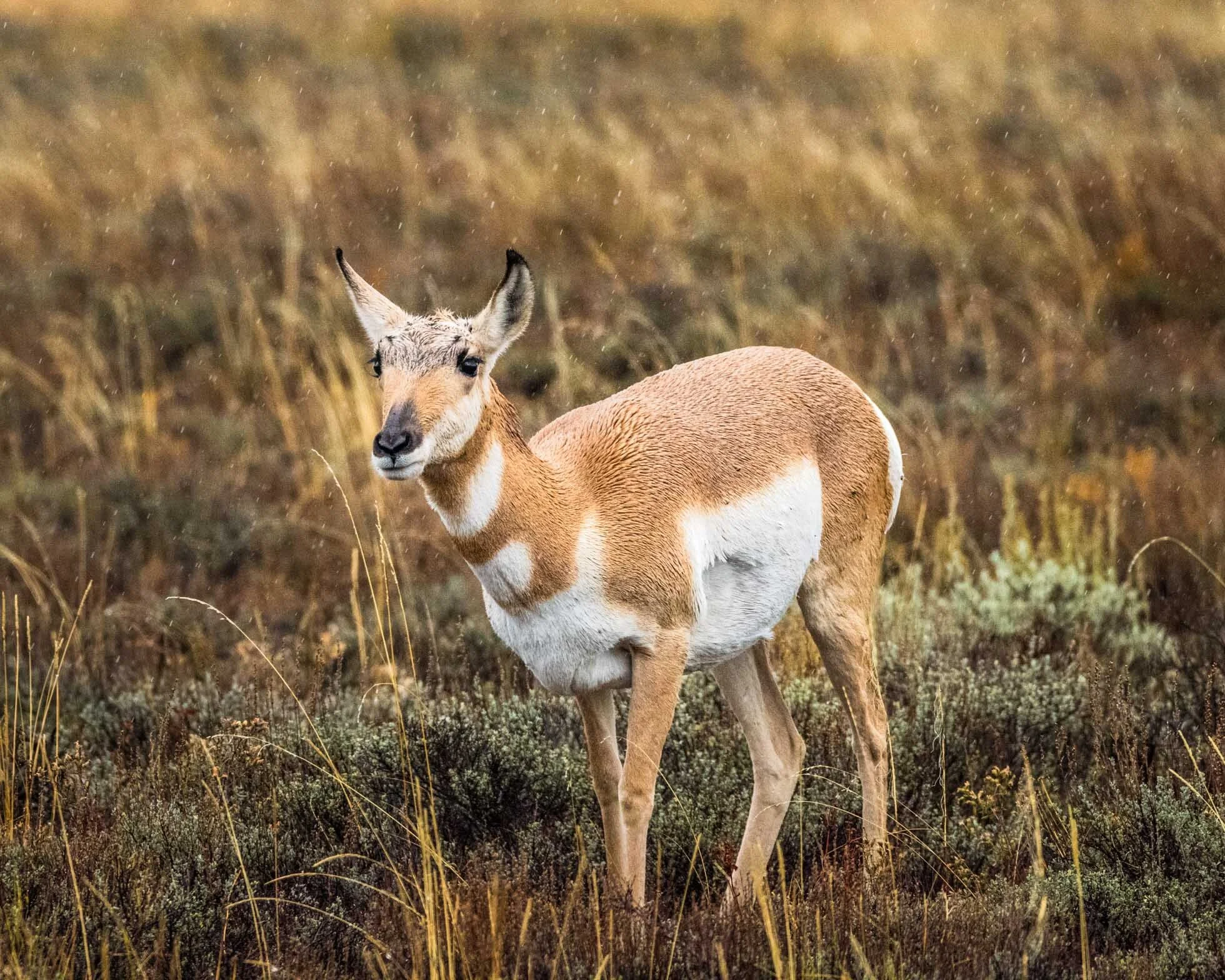 Pronghorn 4-5-001.jpg