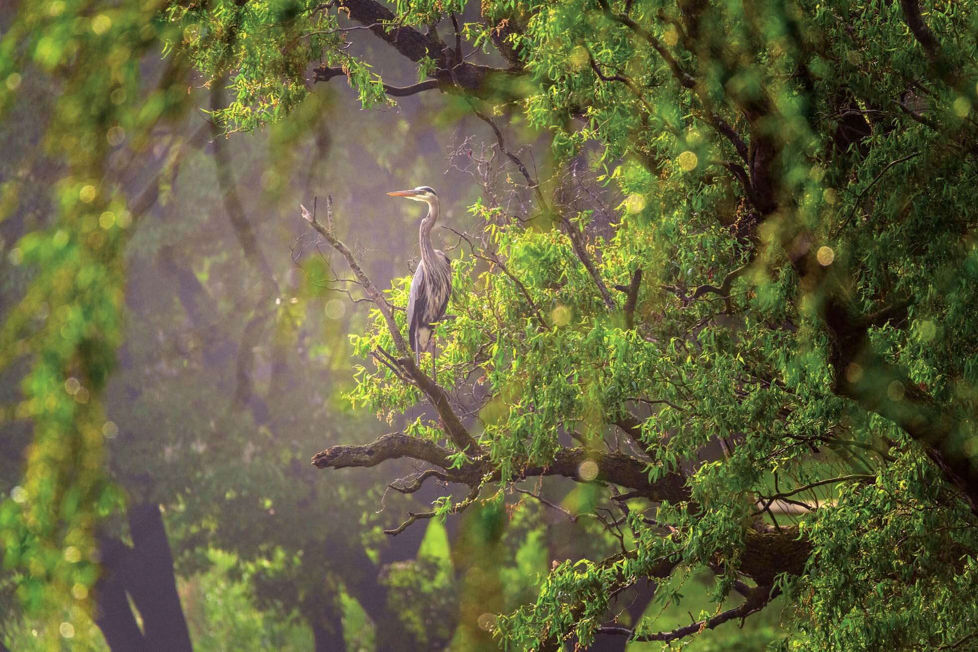 Heron in the trees.jpg