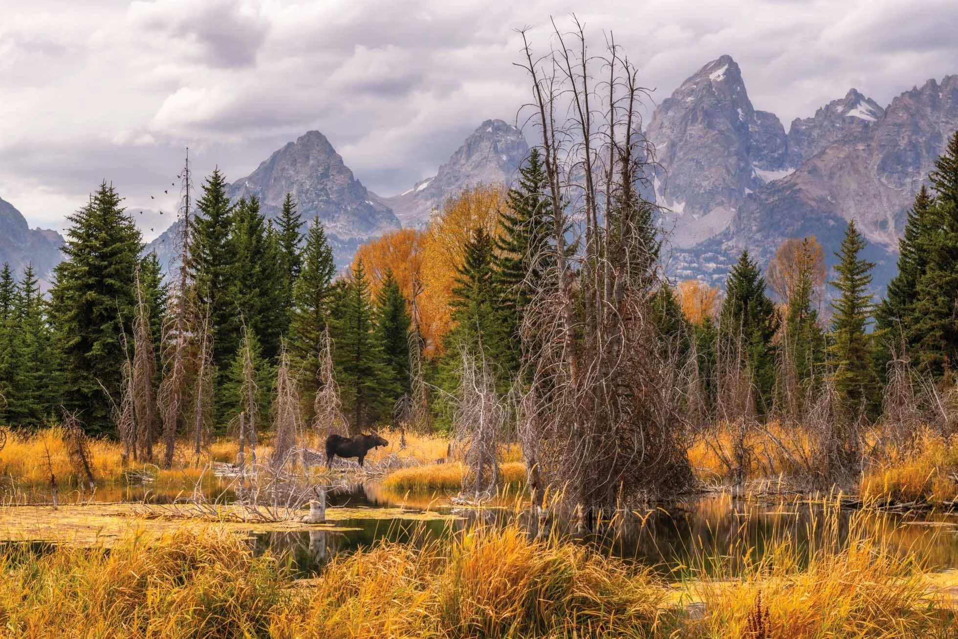 Moose at Schwabacher's.jpg