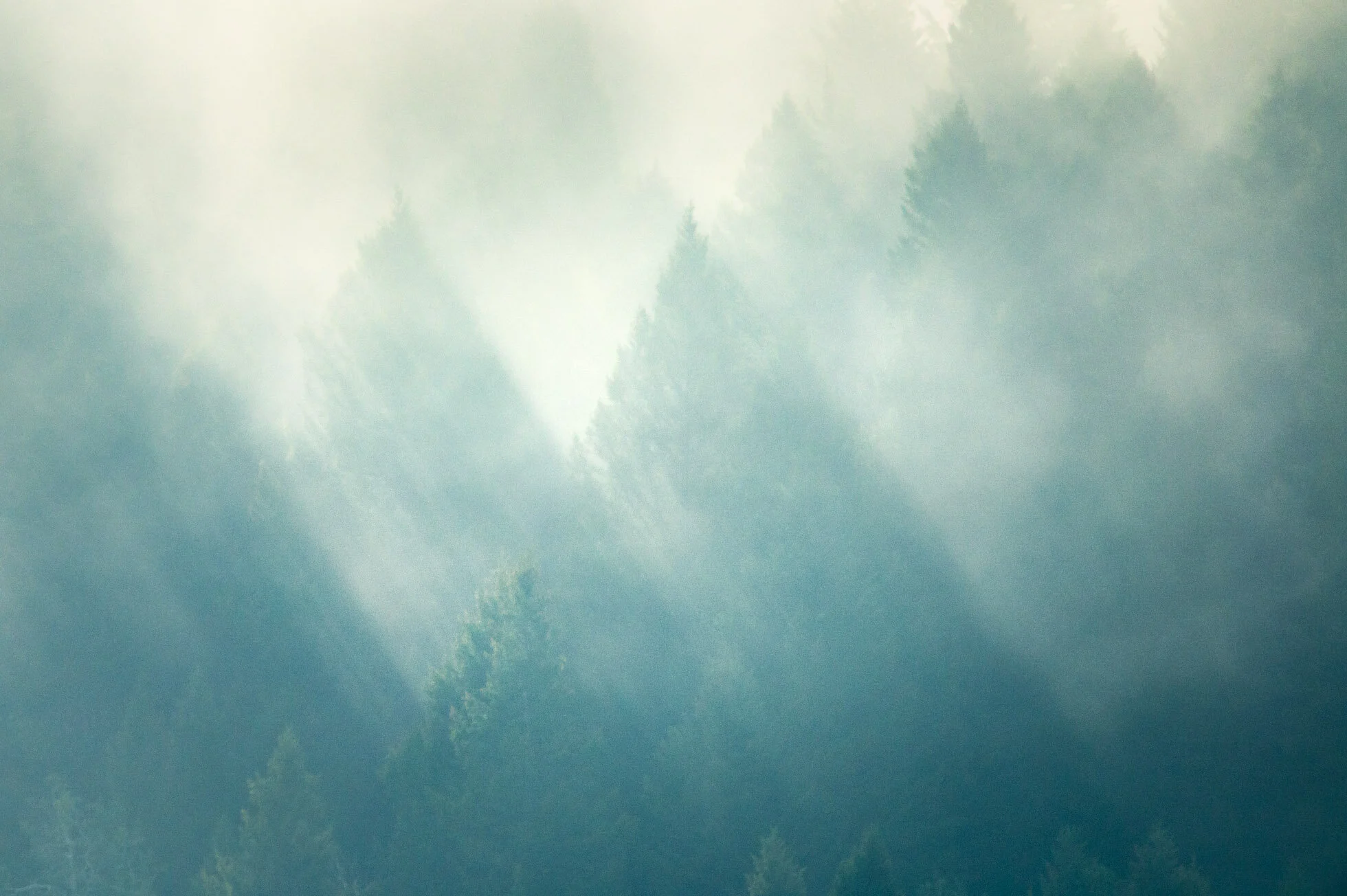 Light in the Trees KRP-001.jpg