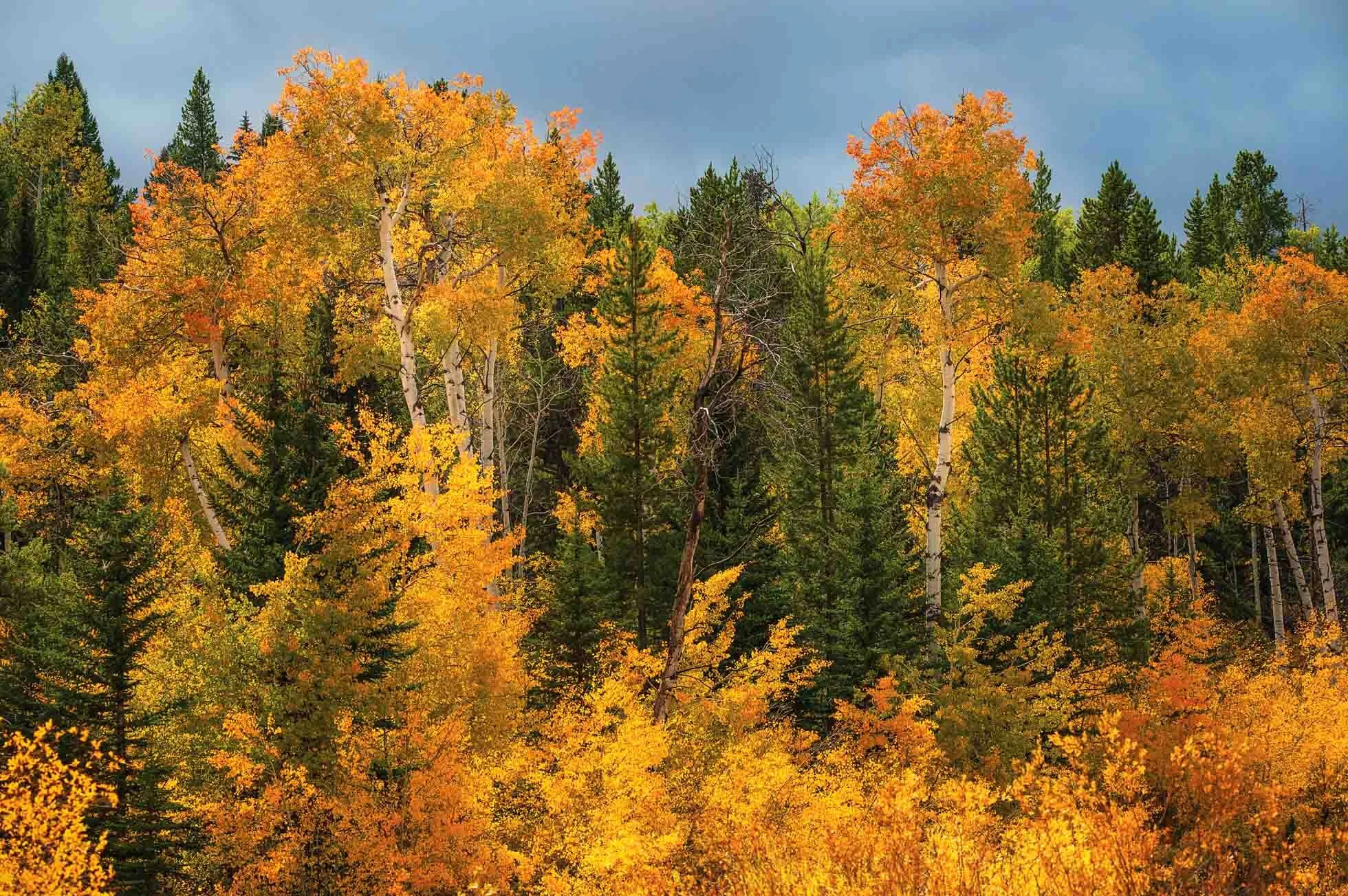 Golden Amongst the Green