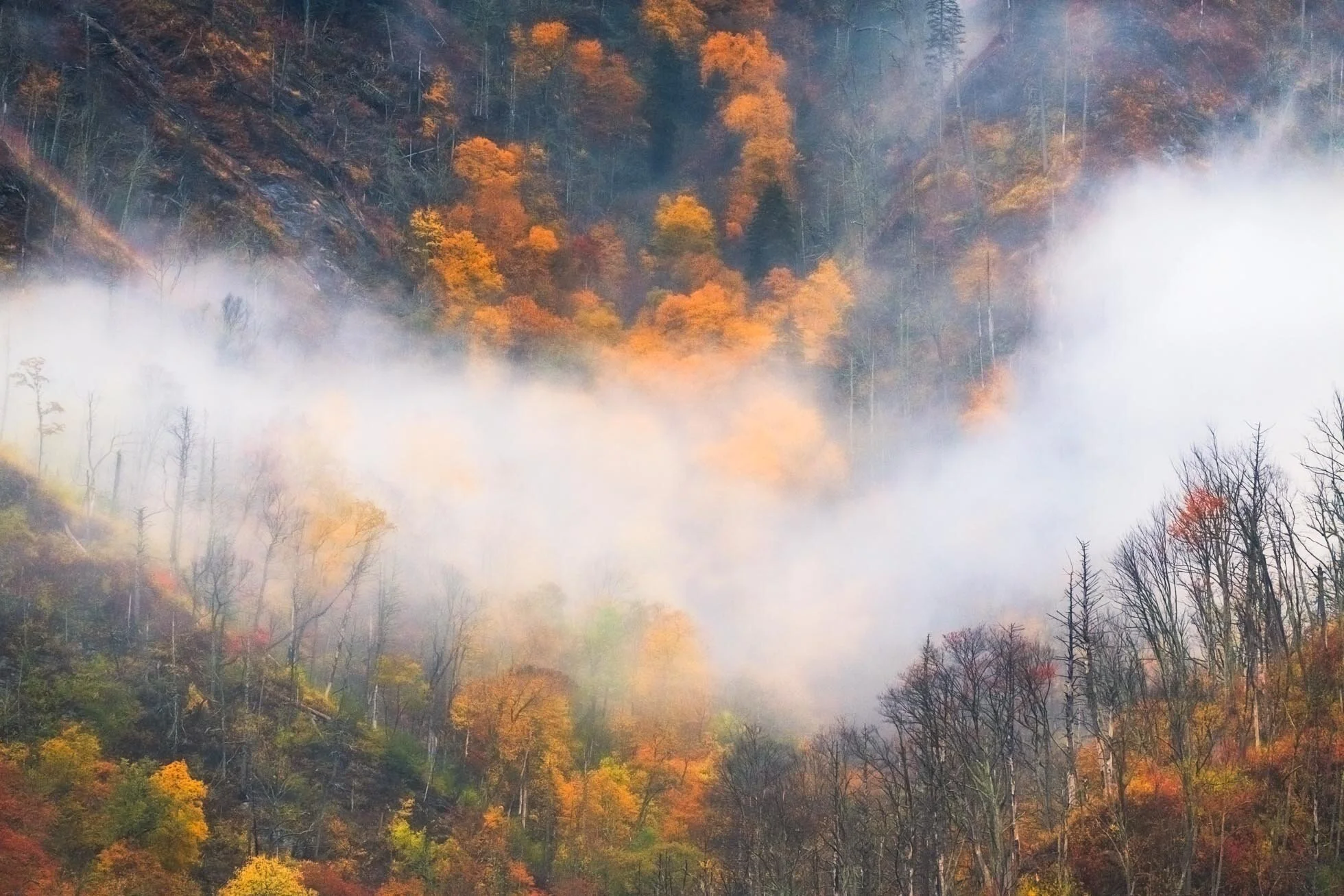 Fog in the Valley 260mm KRP -001.jpg